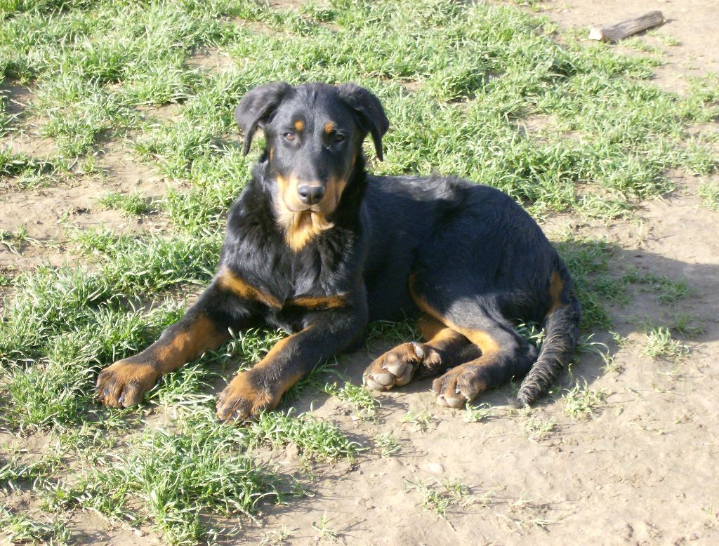 Fargas des bergers du Vent