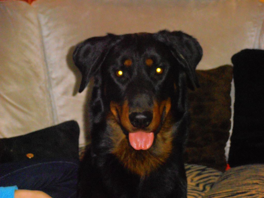 Fargas des bergers du Vent