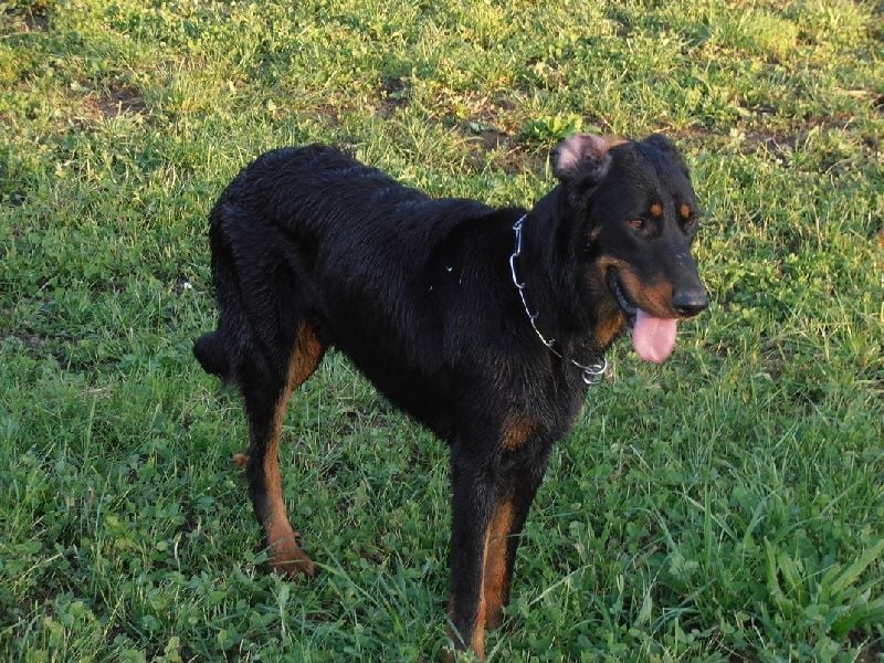 Fargas des bergers du Vent