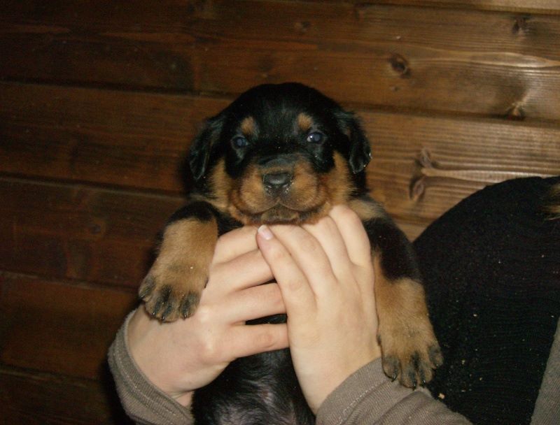 Fargas des bergers du Vent