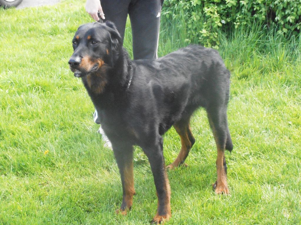 Fargas des bergers du Vent