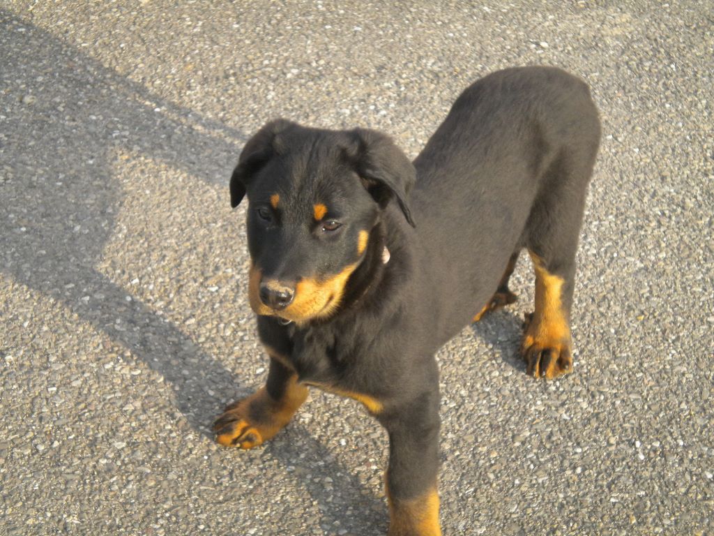 Fargas des bergers du Vent