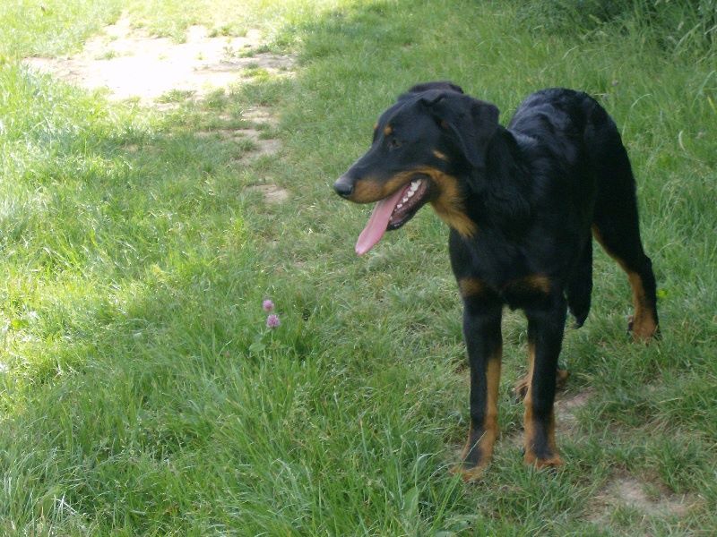 Fargas des bergers du Vent