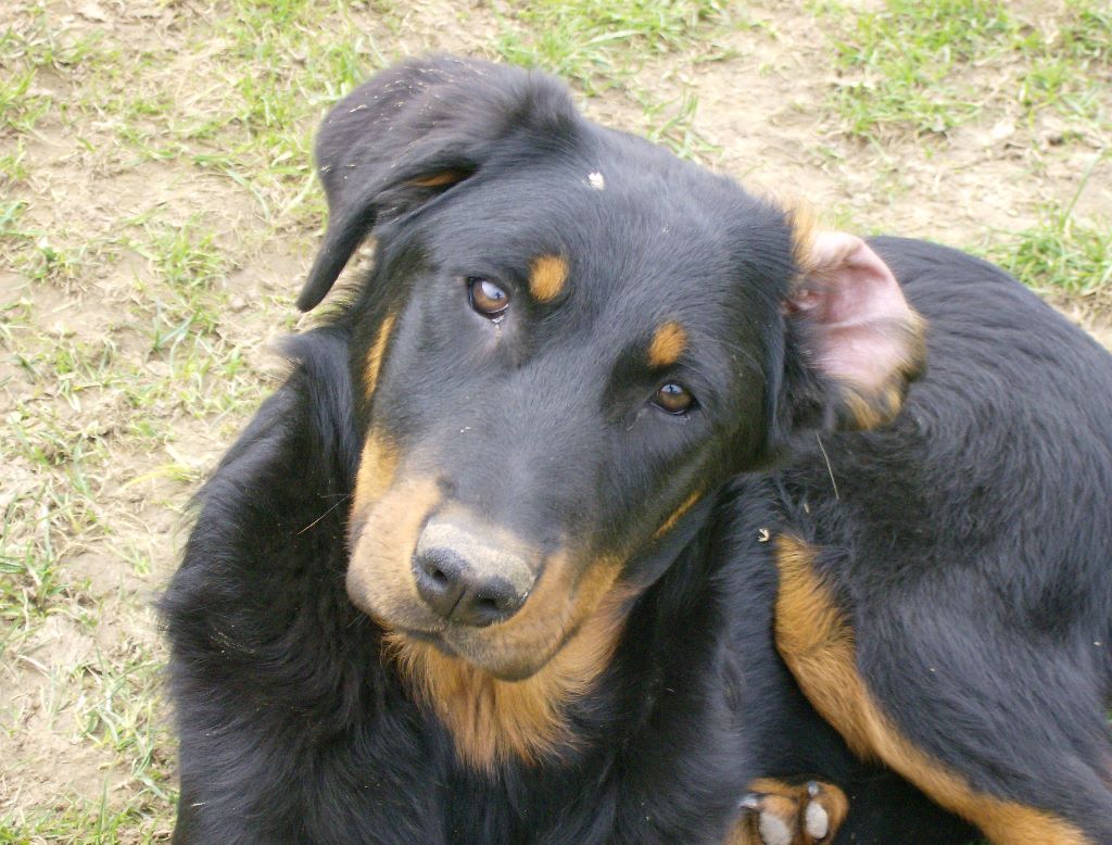 Fargas des bergers du Vent