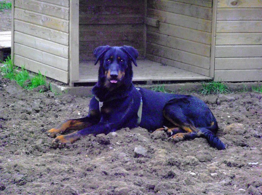 Fargas des bergers du Vent