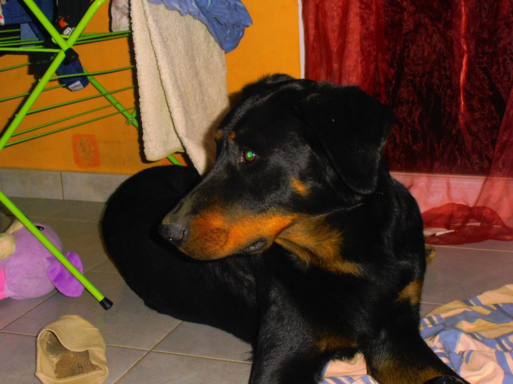 Fargas des bergers du Vent