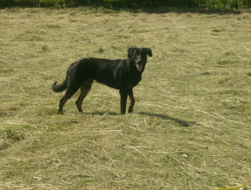 Dark des bergers du Vent