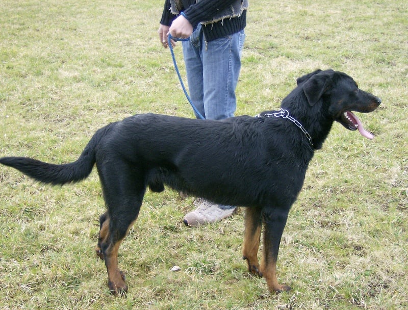 Dark des bergers du Vent