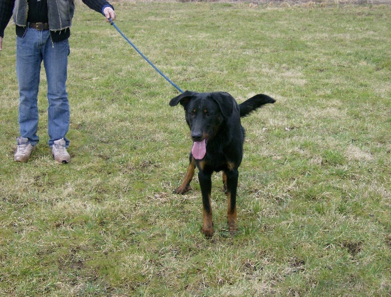 Dark des bergers du Vent