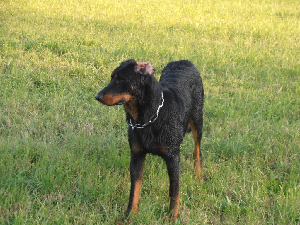 Fargas des bergers du Vent
