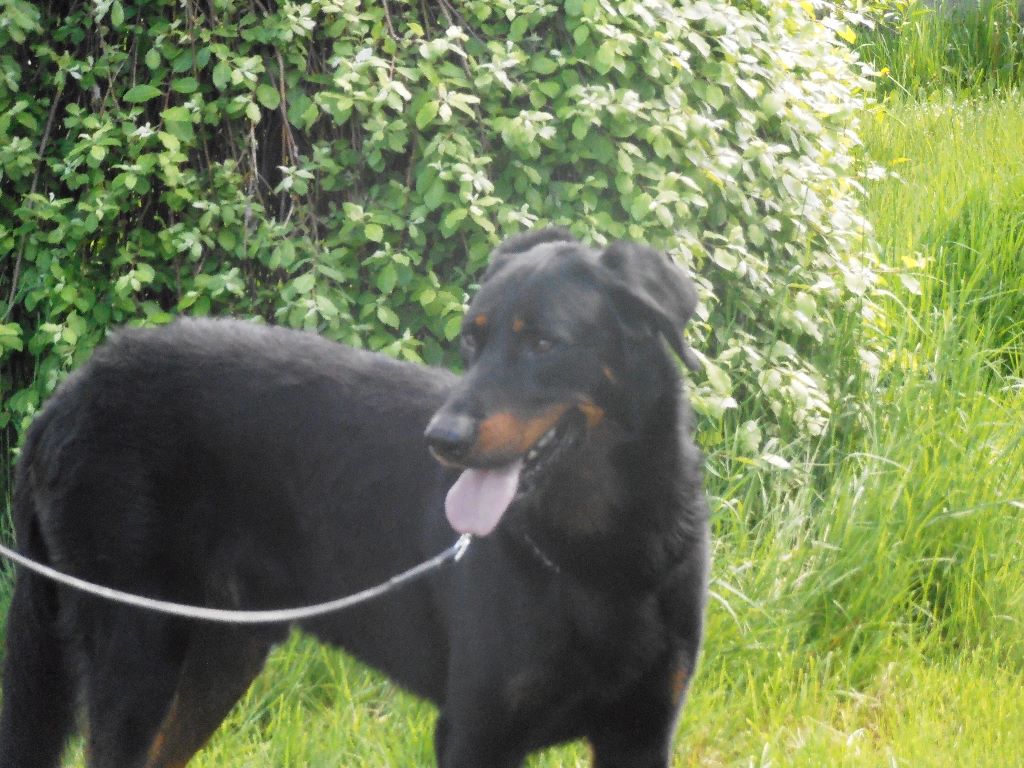 Fargas des bergers du Vent