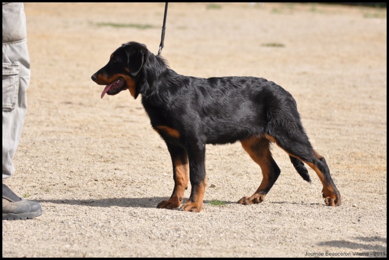 Flicka des bergers du Vent - 1er TP classe baby femelle