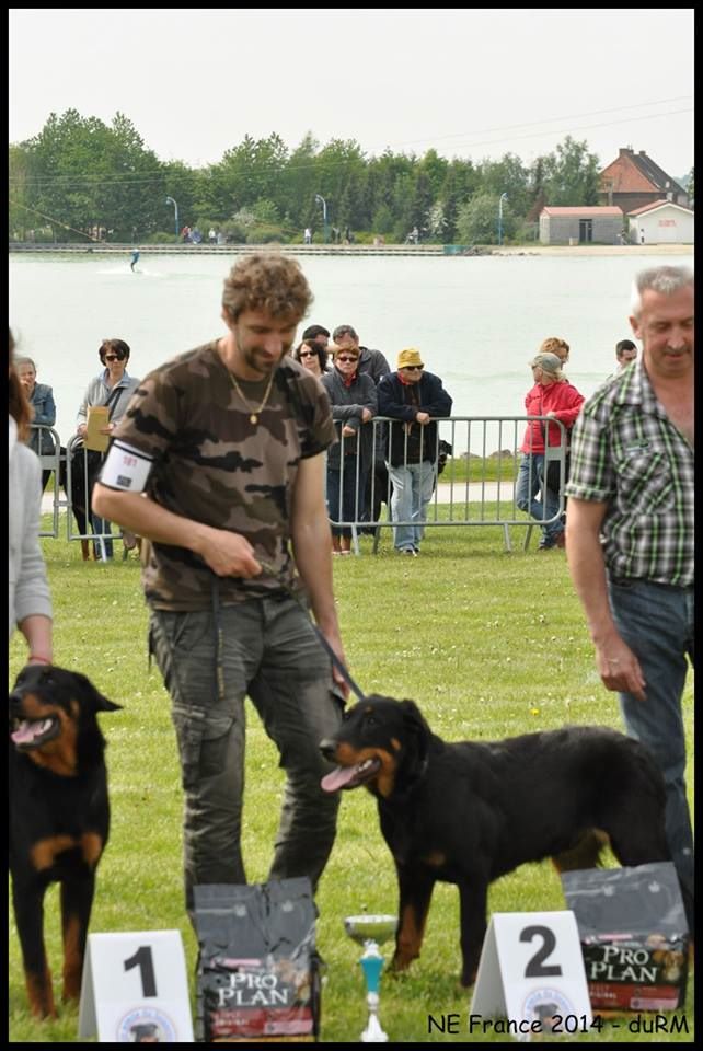 Ikon des bergers du Vent - 2e puppy mâle très prometteur