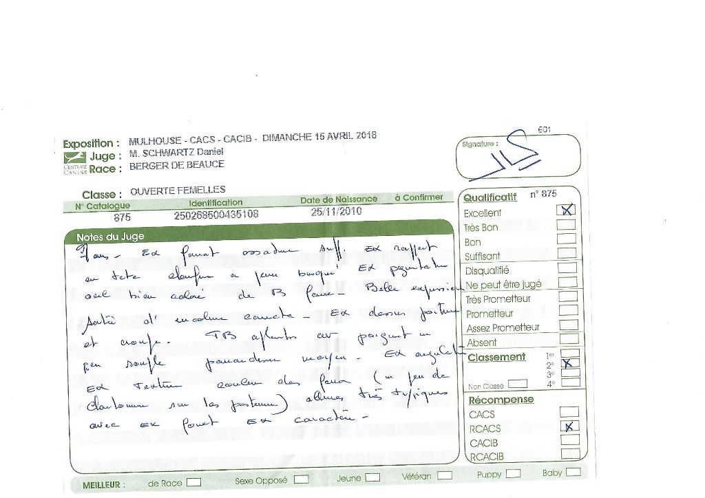 Flicka des bergers du Vent - RCACS, 2e excellent en ouverte femelle