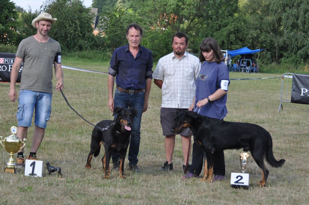 Flicka des bergers du Vent - BOB - CAC 1er excellent dans la classe élevage