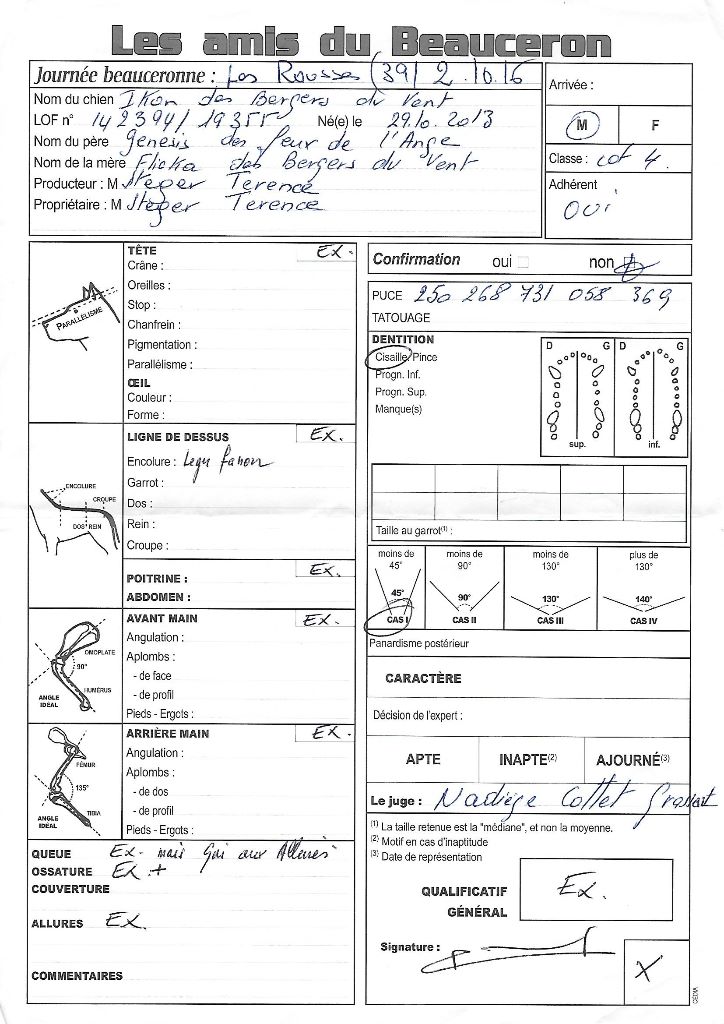 Ikon des bergers du Vent - 4e ouverte mâle Excellent