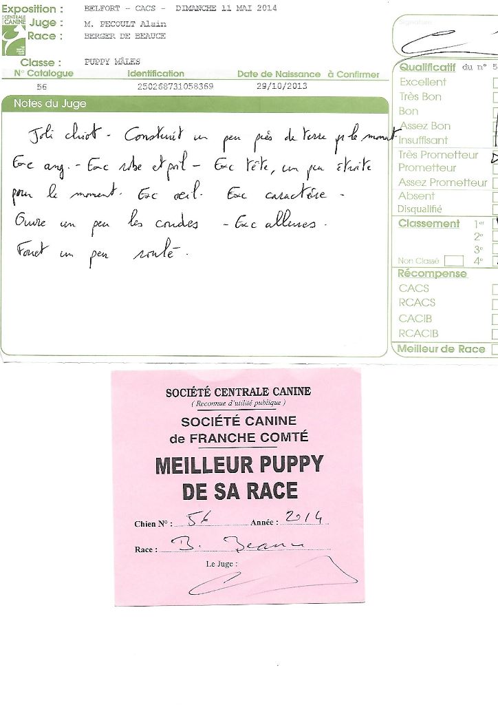 Ikon des bergers du Vent - Meilleur puppy de sa race très prometteur