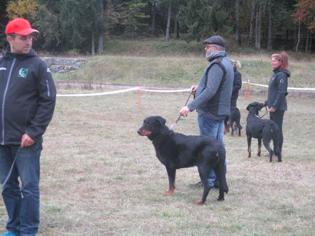 Ikon des bergers du Vent - 2e excellent en classe recommandé mâle