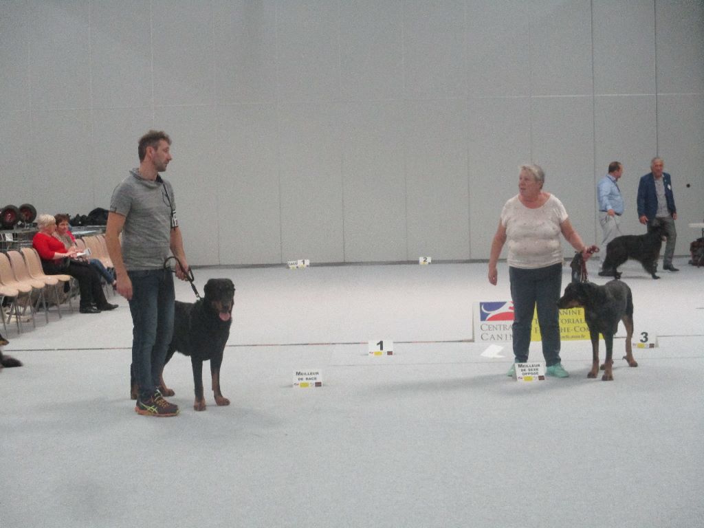 Ikon des bergers du Vent - Meilleur de race, CACS et CACIB, 1er excellent en ouverte mâle