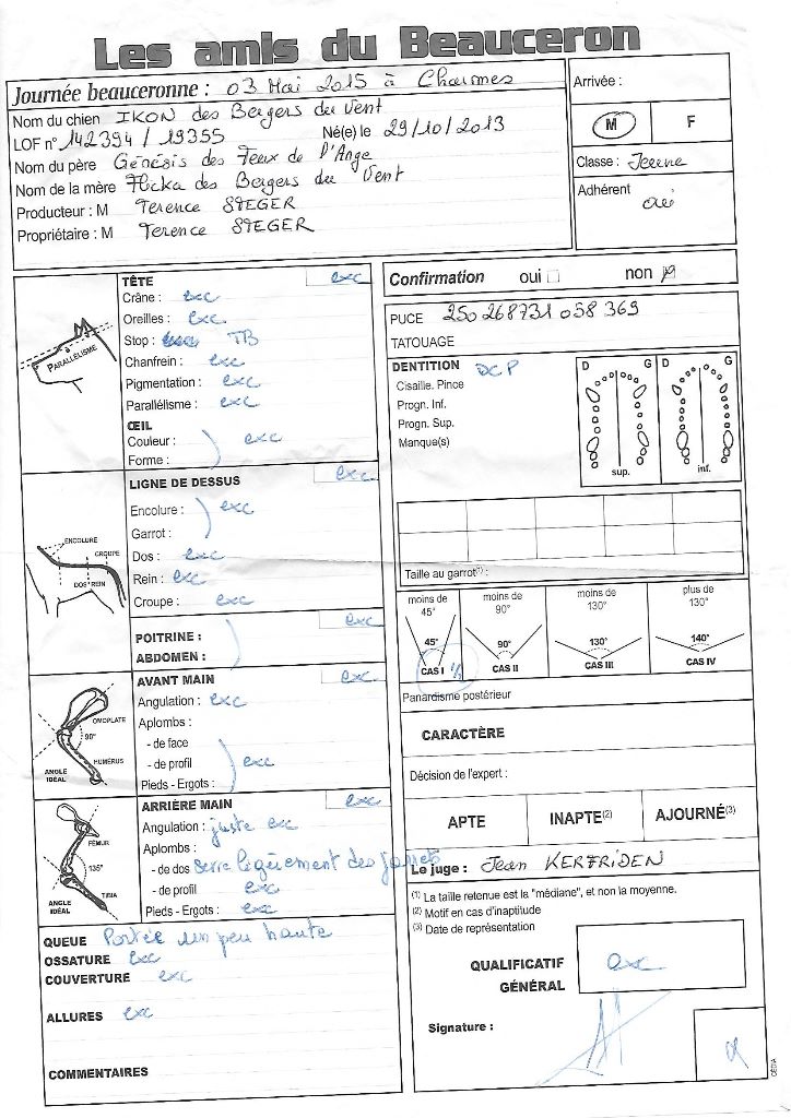 Ikon des bergers du Vent - 3e jeune mâle excellent