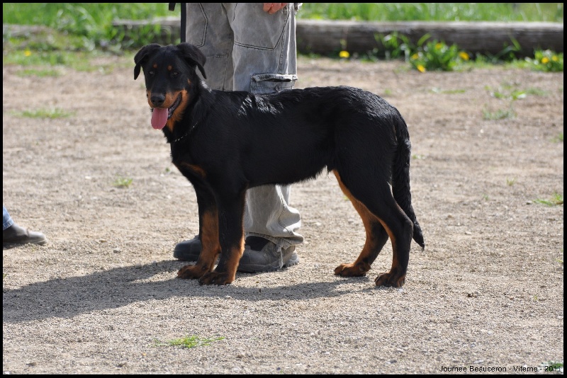 Fargas des bergers du Vent - 1er TP classe baby male