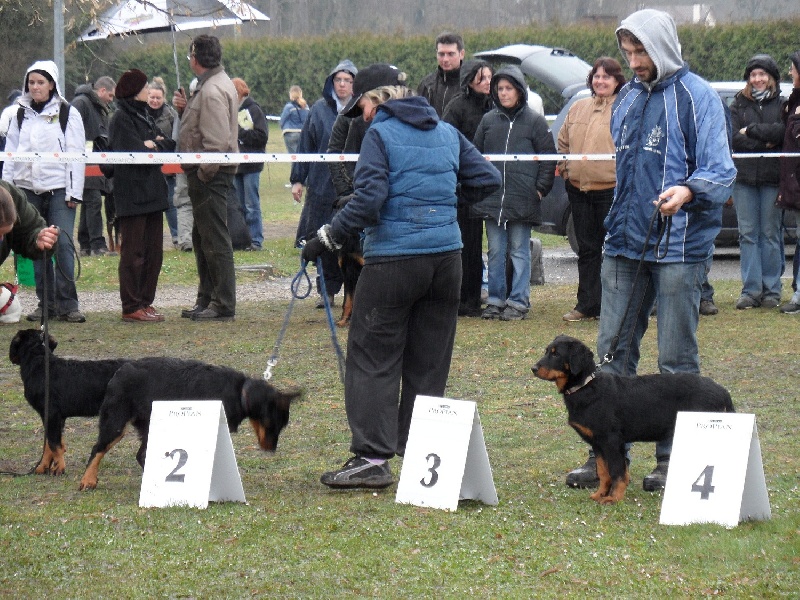 Flicka des bergers du Vent - 3 TP super baby femelle