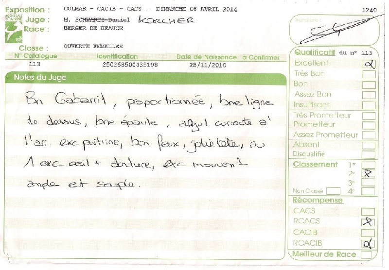 Flicka des bergers du Vent - RCACS et RCACIB