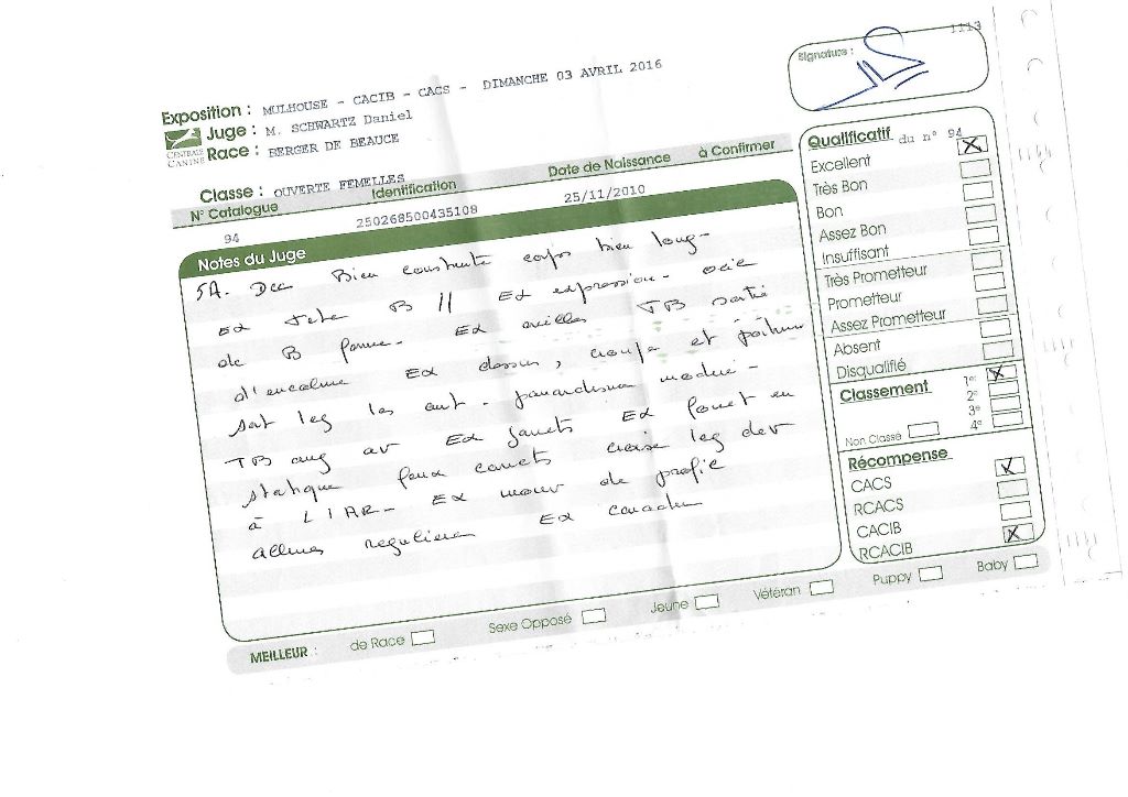 Flicka des bergers du Vent - CACS - RCACIB, 1er excellent en ouverte femelle