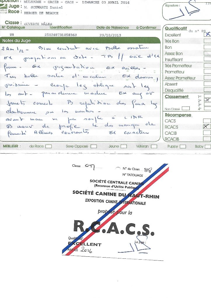 Ikon des bergers du Vent - RCACS et 2e excellent en ouverte mâle