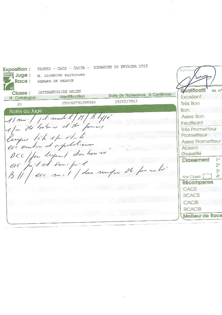 Ikon des bergers du Vent - 1er intermédiaire mâle excellent