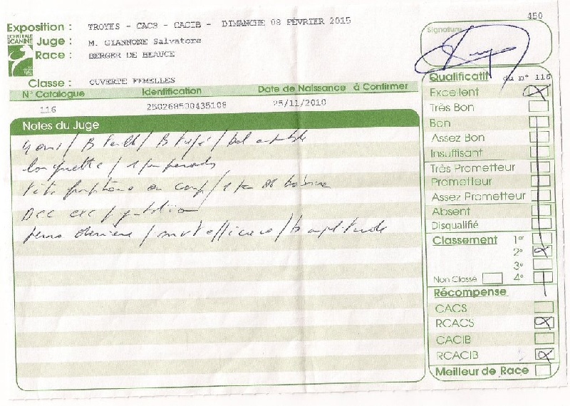 Flicka des bergers du Vent - RCACS et RCACIB, 2e excellent en ouverte femelle