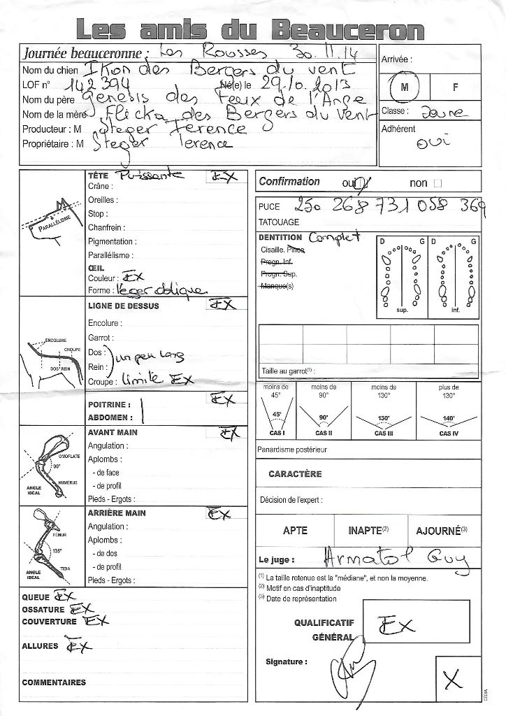 Ikon des bergers du Vent - 4e jeune excellent et confirmation