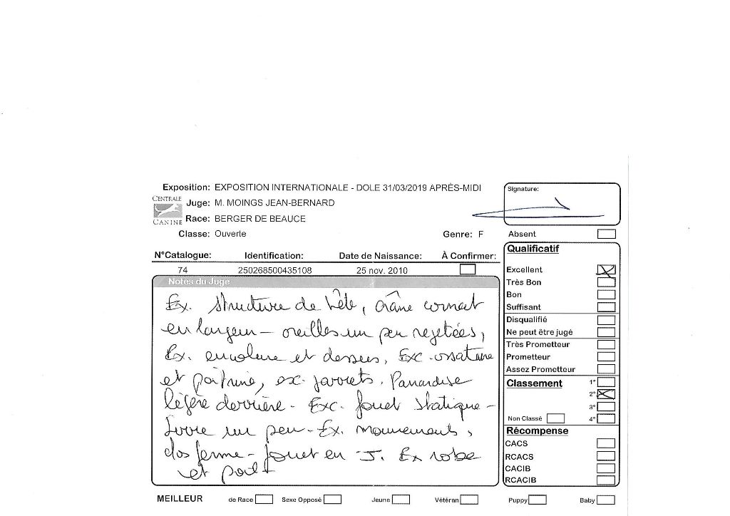 Flicka des bergers du Vent - 2e excellent en ouverte femelle