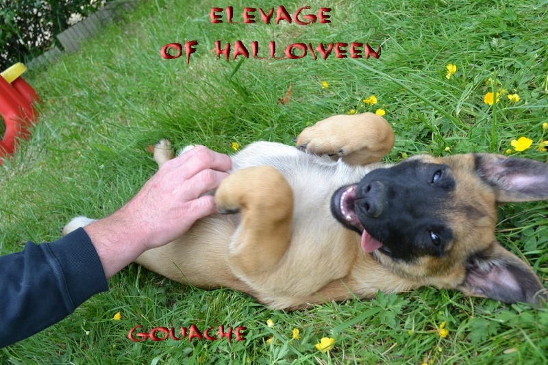 Publication : of Halloween Auteur : C.GUILLON-XENARD
