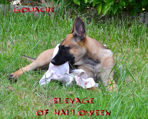 Publication : of Halloween Auteur : C.GUILLON-XENARD