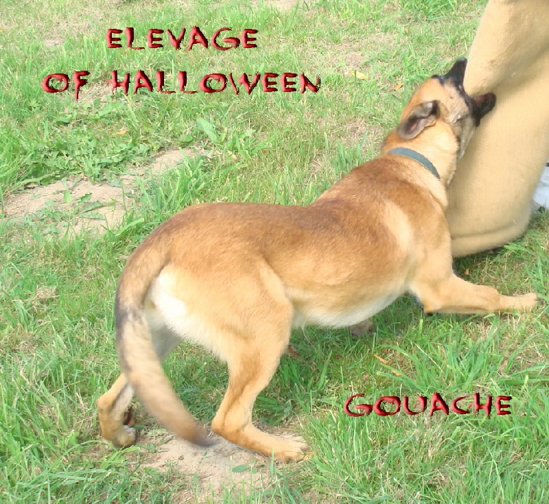 Publication : of Halloween Auteur : C.GUILLON-XENARD