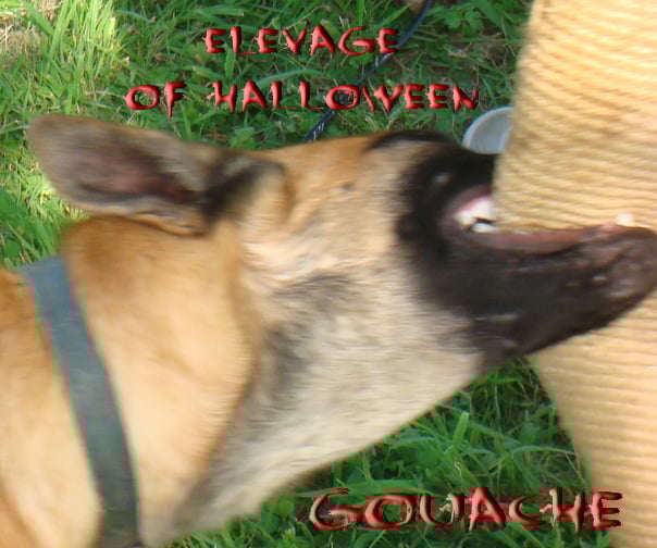 Publication : of Halloween Auteur : C.GUILLON-XENARD