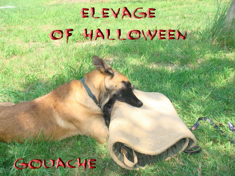 Publication : of Halloween Auteur : C.GUILLON-XENARD