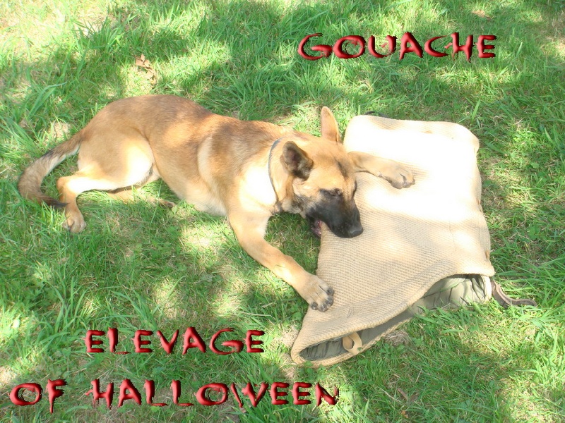 Publication : of Halloween Auteur : C.GUILLON-XENARD