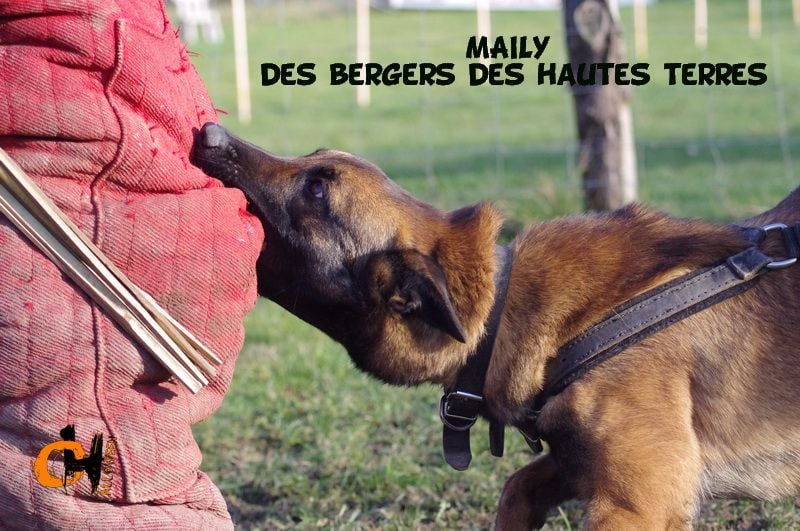 Maïly des bergers des hautes terres