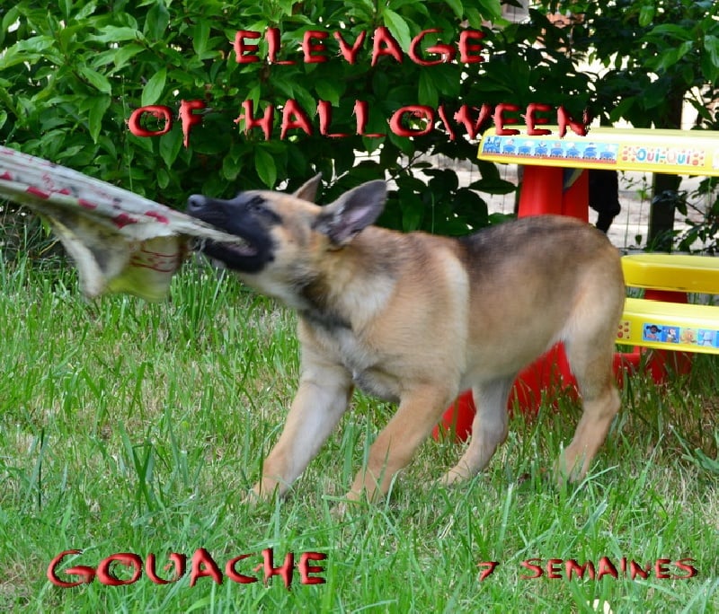 Publication : of Halloween Auteur : C.GUILLON-XENARD