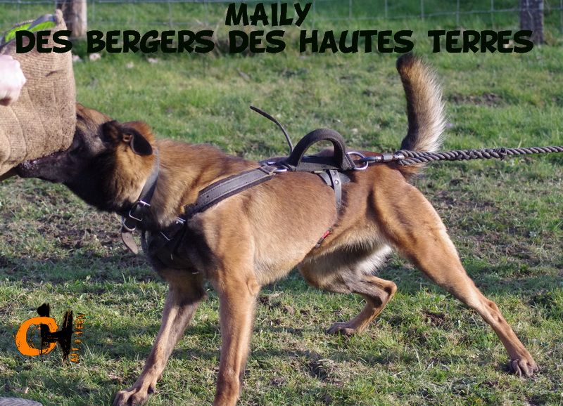 Maïly des bergers des hautes terres