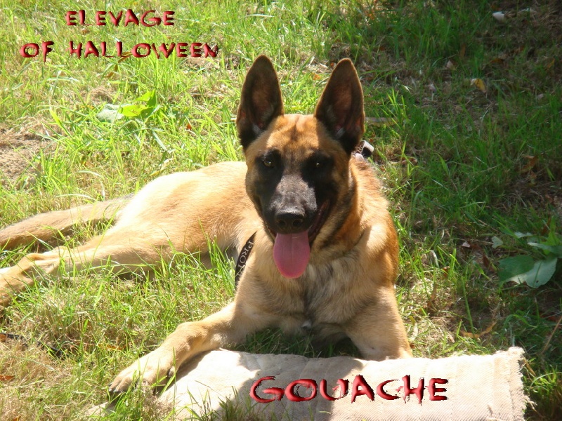 Publication : of Halloween Auteur : C.GUILLON-XENARD