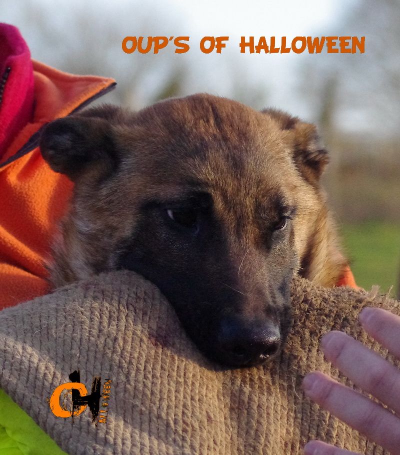 Oups of Halloween