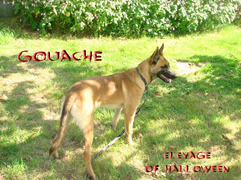 Publication : of Halloween Auteur : C.GUILLON-XENARD