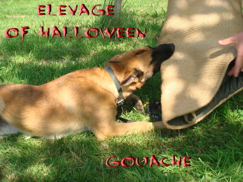 Publication : of Halloween Auteur : C.GUILLON-XENARD