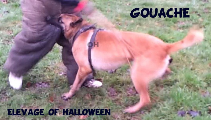 Publication : of Halloween Auteur : C.GUILLON-XENARD