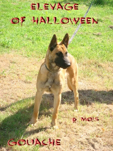 Publication : of Halloween Auteur : C.GUILLON-XENARD