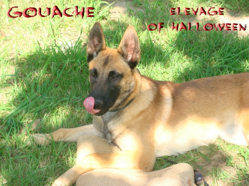 Publication : of Halloween Auteur : C.GUILLON-XENARD