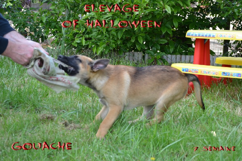 Publication : of Halloween Auteur : C.GUILLON-XENARD